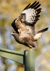Common Buzzard, Buzzards, Buteo buteo