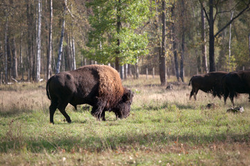 group bisons in forest
