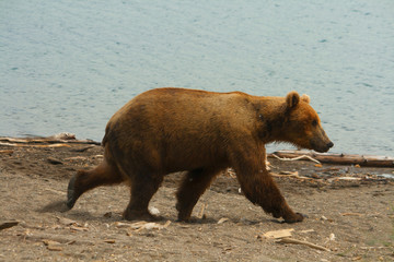 Fototapeta premium Bear Salmon Fishing