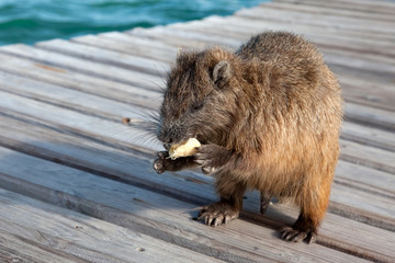 Wild big rat eats banana. It stand on a wood deck st sunny day