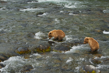 Bear Salmon Fishing