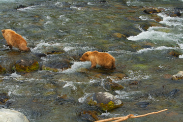 Bear Salmon Fishing