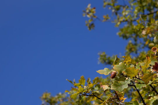 branches with acorns on a backgound blue sky