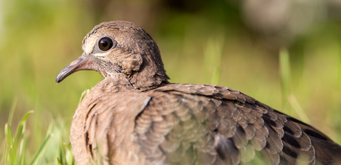Macro of a turtledove - Shallow depth of field