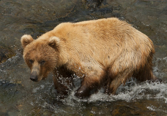 Bear Salmon Fishing