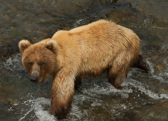 Obraz premium Bear Salmon Fishing