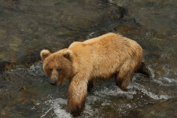 Bear Salmon Fishing