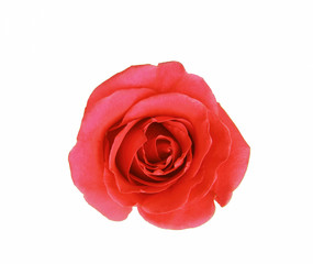 Naklejka premium Natural red rose isolated on white background