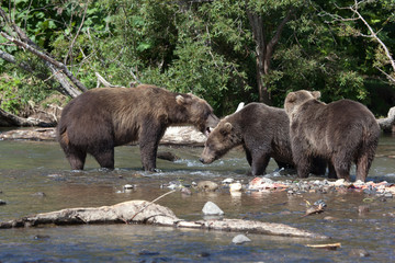 Group adult brown bears in water.