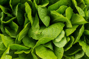 Romaine lettuce - obrazy, fototapety, plakaty