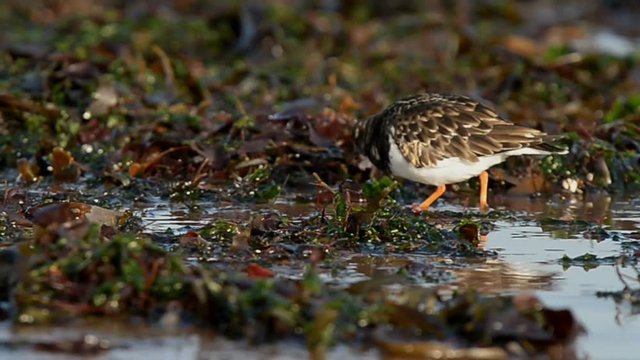 Ruddy Turnstone, Turnstone, Arenaria interpres