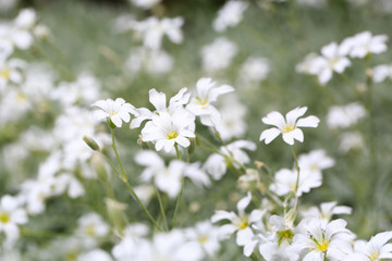 Macro of a filed of white and yellow flowers - Shallow depth of field
