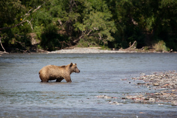 Wild brown bear to wade through the river