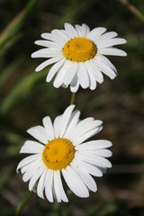 Fototapeta premium White Daisies