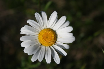 Fototapeta premium White Daisies