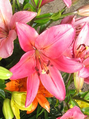 Pink Lilies