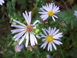 Obraz premium Daisies