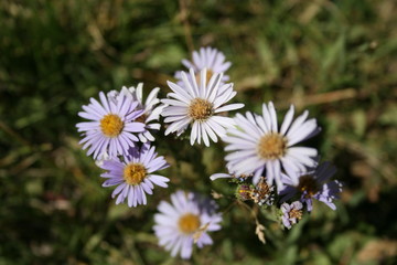 Daisies