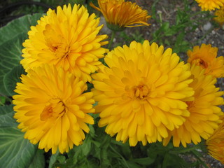 Yellow Flower