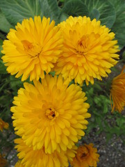 Yellow Flower