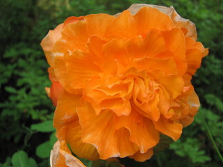 Orange Rose