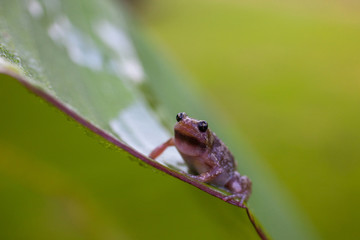 Frog on leaf