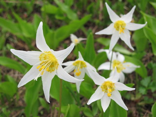 Obraz premium White Star Flowers