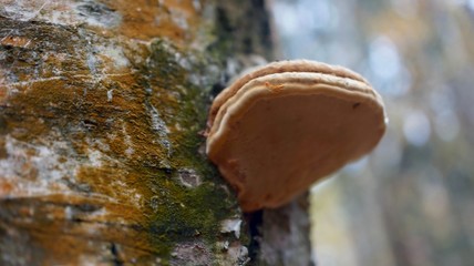 БЕРЕЗА,КОРА,СТВОЛ,ЦВЕТ,ЧАГА,ЛЕС