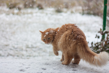 Озябший кот под снегом Frozen cat and snowfall