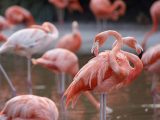 Flamingos in funny pose