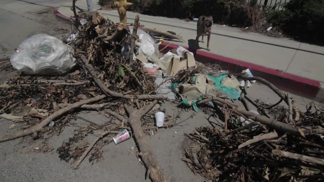 Dog running by trash pile 2.mov