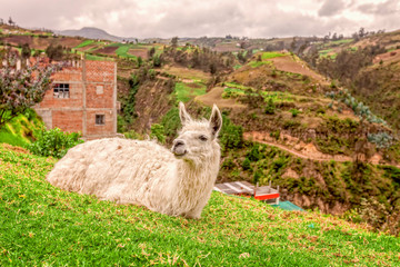 Portrait Of A White Llama Resting On Grass