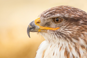 Eagle close up