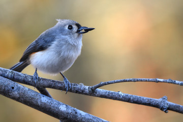 titmouse with seed