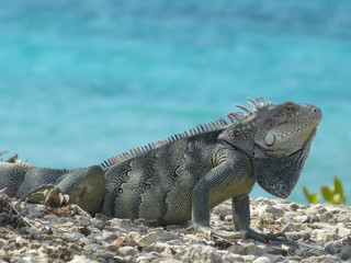 Iguana near the sea