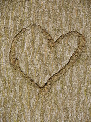 Obraz na płótnie Canvas heart carved in tree trunk
