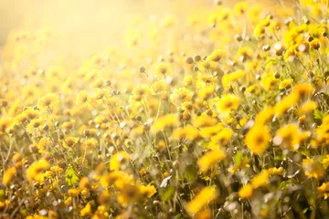 Schöne gelbe Chrysanthemenblume im Feld für Hintergrund © pingpao