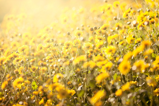 Fototapeta Beautiful yellow Chrysanthemum flower in field for background