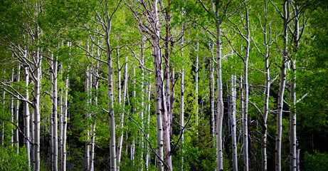 Fototapeta premium Aspen Grove 