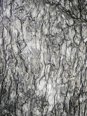 wood texture