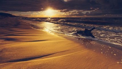 Fototapeta na wymiar Golden sunset and tree root on beach