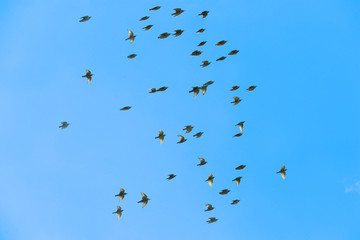 Flying birds on blue sky background
