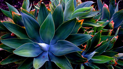 volcano plants