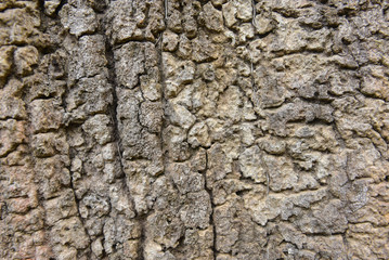 Tree skin
