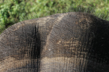 Fototapeta premium Elephant head.