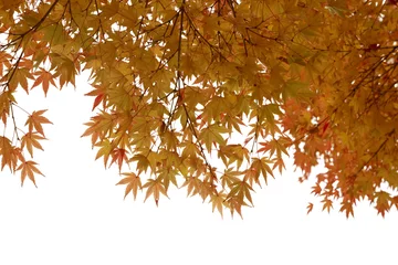 Papier Peint photo Lavable Arbres Japanese Red Autumn maple tree leaves (Acer palmatum) Isolated o