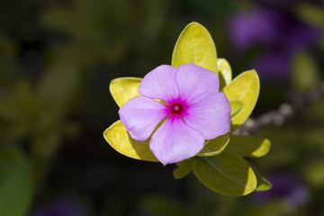 Single Catharanthus Roseus Flower, Rosy Periwinkle
