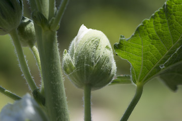 Alcea Rosea, Double Hollyhock White Buds Blooming