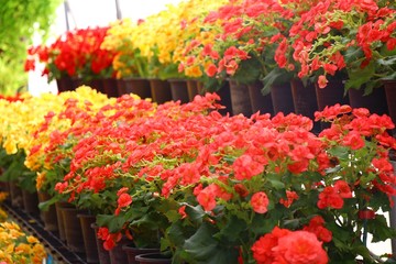 the colorful of flower gardens