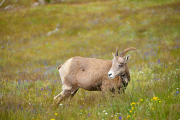 Young Big horn sheep  in Mount Washburn hiking trail, Yellowston